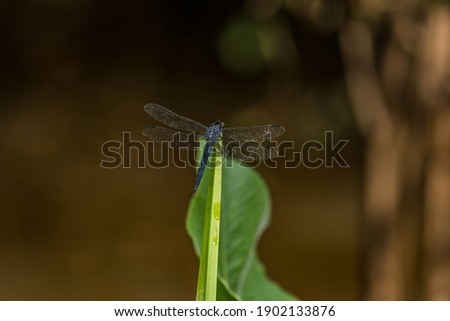 Large blue dragonfly sitting on the top of a aquatic plant in the wetlands with the sunlight reflecting through the wings on a sunny day in summertime