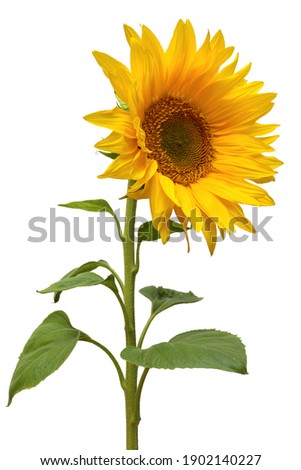 Sunflower isolated on white background. Sun symbol. Flowers yellow, agriculture. Seeds and oil. Flat lay, top view