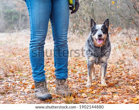 Australian working breed dog goes for a walk next to the legs of its owner. The curious dog is looking. Dark rainy autumn day