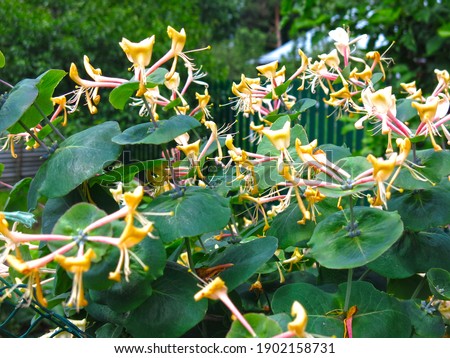 perfoliate honeysuckle blooms in summer with flowers original