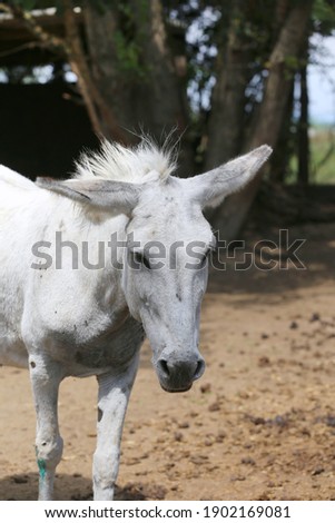 Cute donkey pose outdoors in rural farmyard.  Portrait photo of a donkey outdoors rural scene against natural background