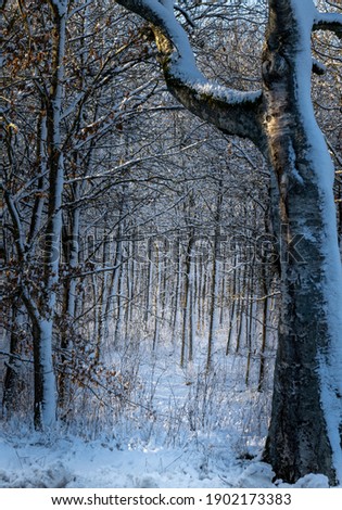 A snow covered forest glade a crispy cold winter day. Picture from Eslov, southern Sweden