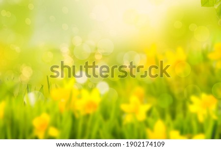 Daffodils and daffodils in beautiful natural landscape with bokeh in Background.