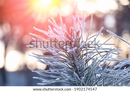 Amazing winter morning. Beautiful conifer tree branch covered with snow, closeup 