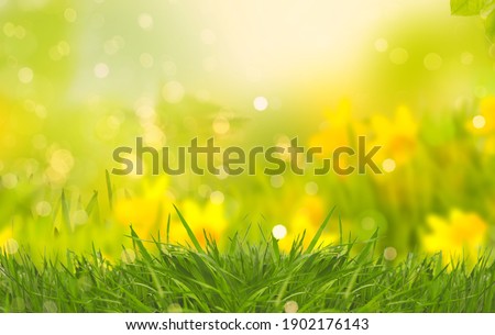 Abstract daffodils and narcissus in beautiful natural landscape in summer, easter and spring.