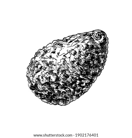 Whole avocado with seed. Vector color vintage hatching illustration isolated on a white background.