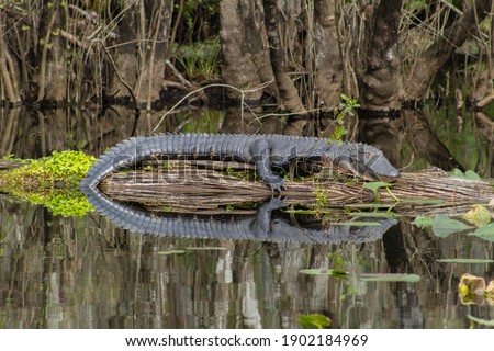 Alligator resting on log in pond at Six Mile Cypress Slough Preserve Royalty-Free Stock Photo #1902184969