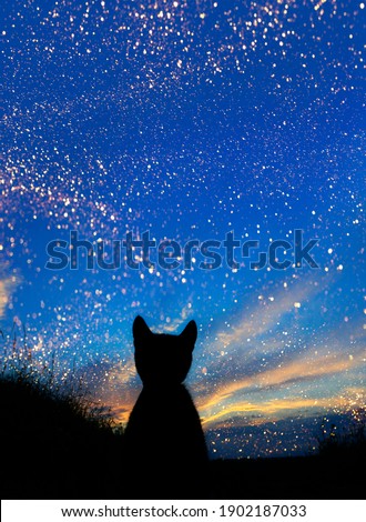 Black silhouette of a cute little kitten sitting outdoors and looking    to the wonderful sunset.Animals, pets, animals day concept.