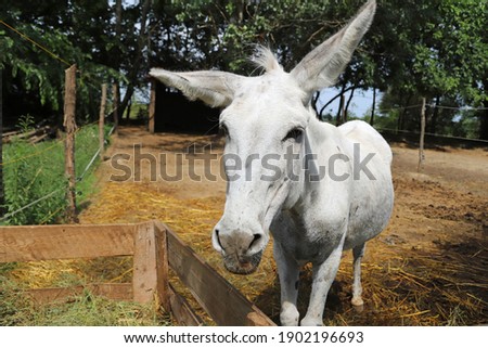 Cute donkey pose outdoors in rural farmyard.  Portrait photo of a donkey outdoors rural scene against natural background