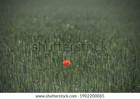 
a poppy flower in the middle of a non-organic wheat field