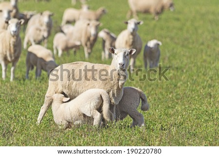 closeup of lambs feeding from a ewe in a grass pasture