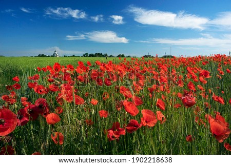A field of wild red poppies in the French province. Beautiful flowers in a wonderful country