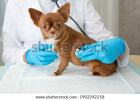 A veterinarian examines a chihuahua puppy with a stethoscope. Selective focus on the dog. High quality photo