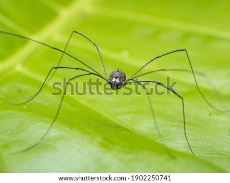 macro the Opiliones on green leaf Royalty-Free Stock Photo #1902250741