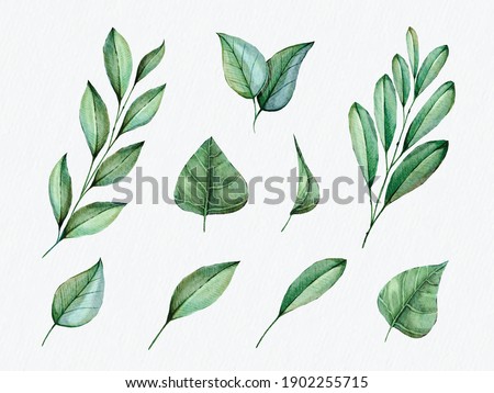 Green tropical leaves clip art set. Isolated elements on a white background.  Hand painted in watercolor botanical illustration.