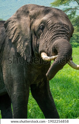 Male African Elephant portrait on Green Grass Background