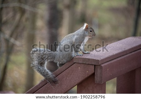 The eastern gray squirrel or grey squirrel, a tree squirrel in the genus Sciurus eating bird seed on a back yard deck porch in winter