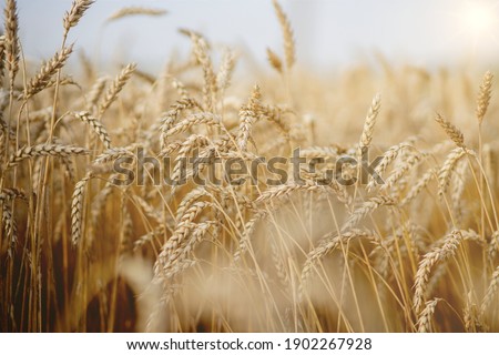 Gold Wheat Field. Beautiful Nature Sunset Landscape. Background of ripening ears of meadow wheat field. Concept of great harvest and productive seed industry Royalty-Free Stock Photo #1902267928