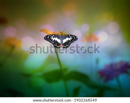 butterflies are flying with a beautiful background with the concept of editing (Macro)