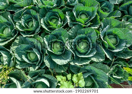 Fresh cabbage in a green field