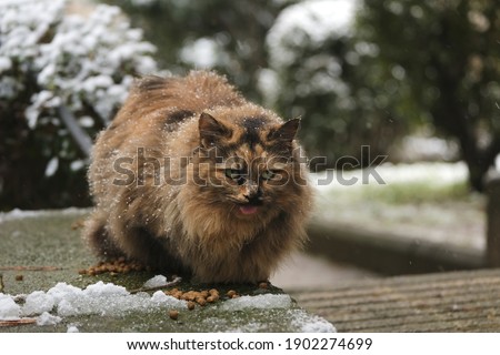 A fluffy stray cat with green eyes and brown fur on the stone on a snowy day