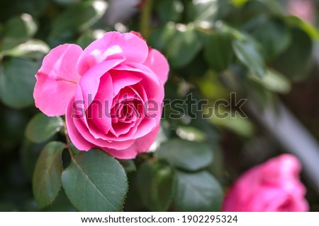 Rose flower outdoor close up shot