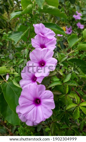 Ipomoea nil is a species of Ipomoea morning. Purple colour of beauty in garden.