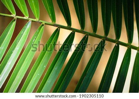 Abstract and up close picture of a palm frond with sun shining through.