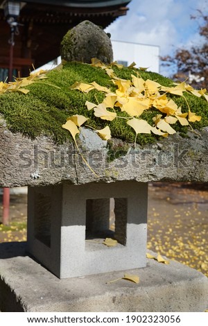 Yellow ginkgo leaves fall on oriental pillar covered with green moss lichen