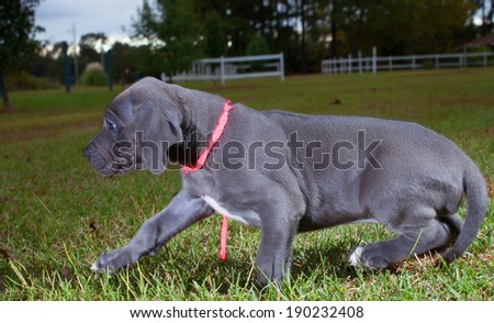 Great Dane puppy trying to avoid having its picture taken