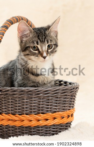 Cute gray tabby kitten sits in a wicker basket on a background of a cream fur plaid, vertical image