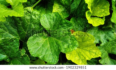 Sechium Edule Leaf Close Up Stock Photo