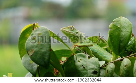 a green chameleon climbing on a tree branch