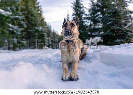 German Shepherd dog cooling off on snowy trail while her owner taking her picture