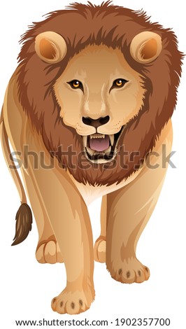 Front of adult lion in standing position on white background illustration