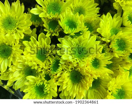 Yellow ,green daisy flower. Flower in garden at sunny summer or spring day.

