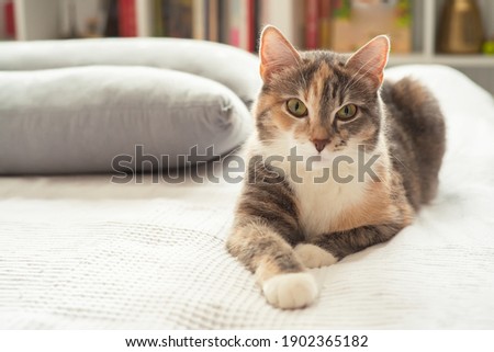 Domestic multicolored cat spotted cat lying on the bed and looking attentively at the camera.