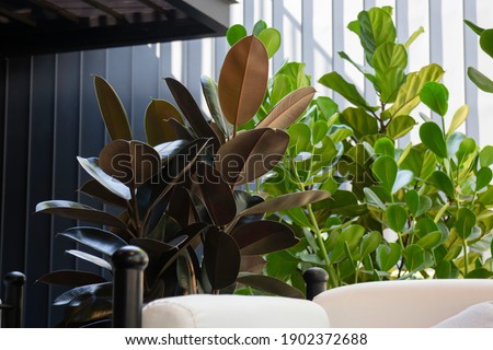 Opened air resort restuarant with green plants, stock photo