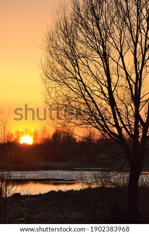 Spring landscape with a golden sunset sky reflected in cold water, silhouettes of bare trees and dry grass. Golden sky. Silhouettes of trees at sunset.