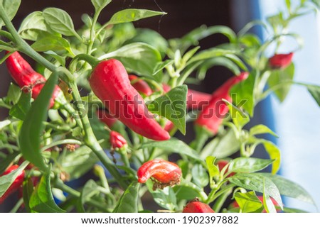 Hot chili pepper with red fruits growing on a bush, close-up. Royalty-Free Stock Photo #1902397882