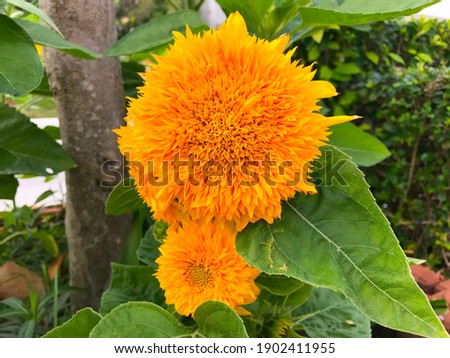 Closeup sunflower in the garden suitable for background and decoration 