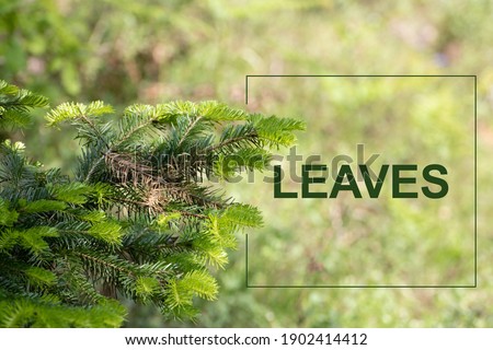 Natural background. Leaves write in forest.