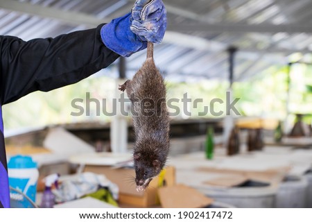 Farmer holding big brown rat in a farm.