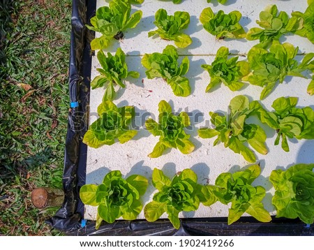 this pic show the hydroponics vegetables system in the garden