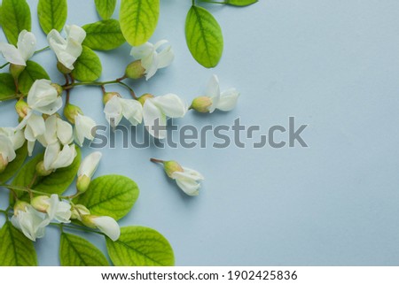 acacia flowers on pastel blue table. tender spring flowers