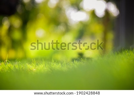 Natural defocused blurry background of lawn with bokeh.