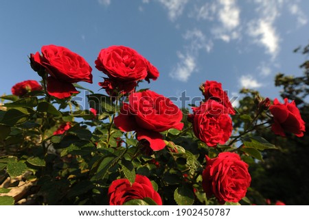 The gardens of Balchik. Red roses blooming in the beautiful gardens of Balchik, Bulgaria. Photo of the day.