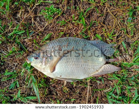 this pic show a deformed fish in tilapia fish without caudal fin