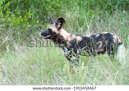Side profile of Standing Wild, Painted Dog 