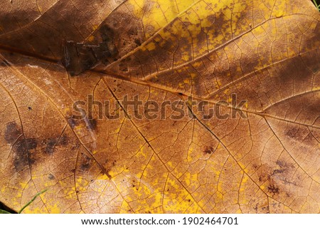 Dry leaf texture and nature background. Nature Abstract.